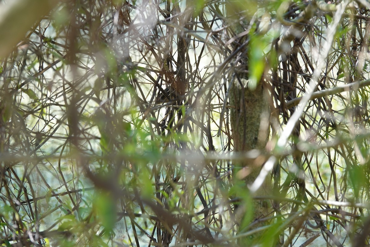 Wren-like Rushbird - ML646813824