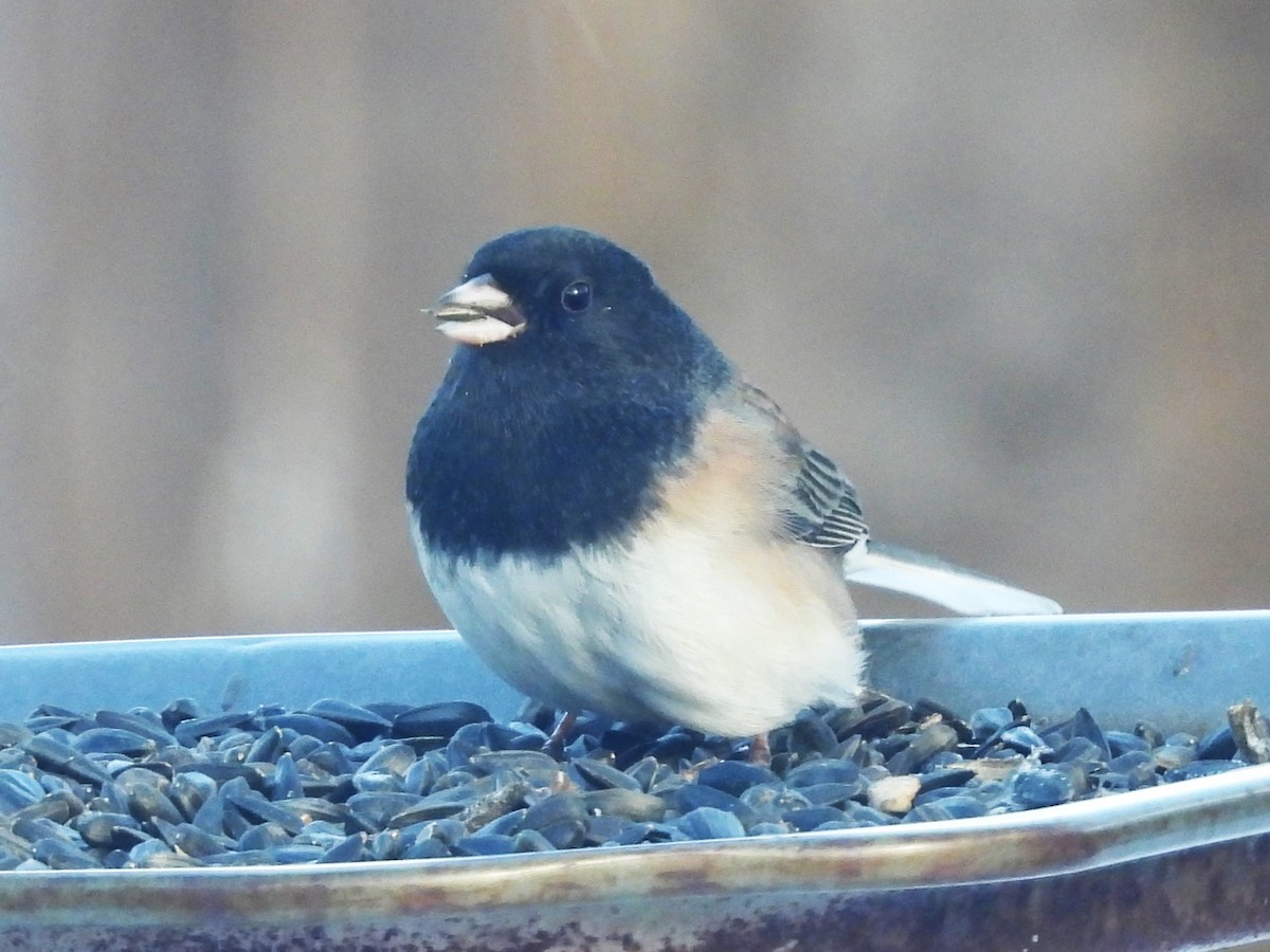 Kara Gözlü Junko (cismontanus) - ML646813827
