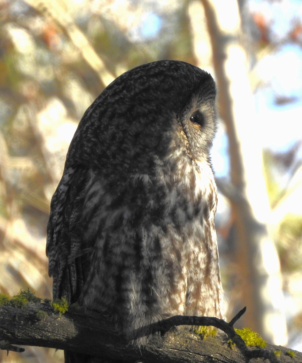 Urubi laponiarra - ML646813831