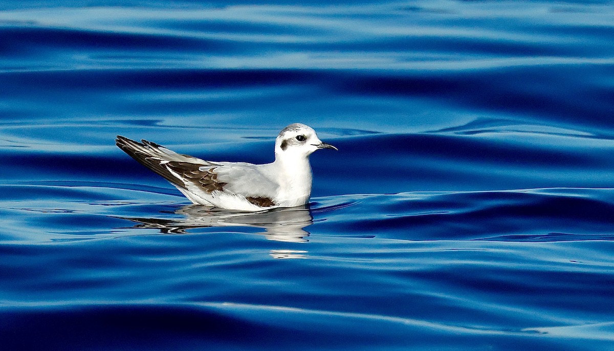 Küçük Martı - ML646813832