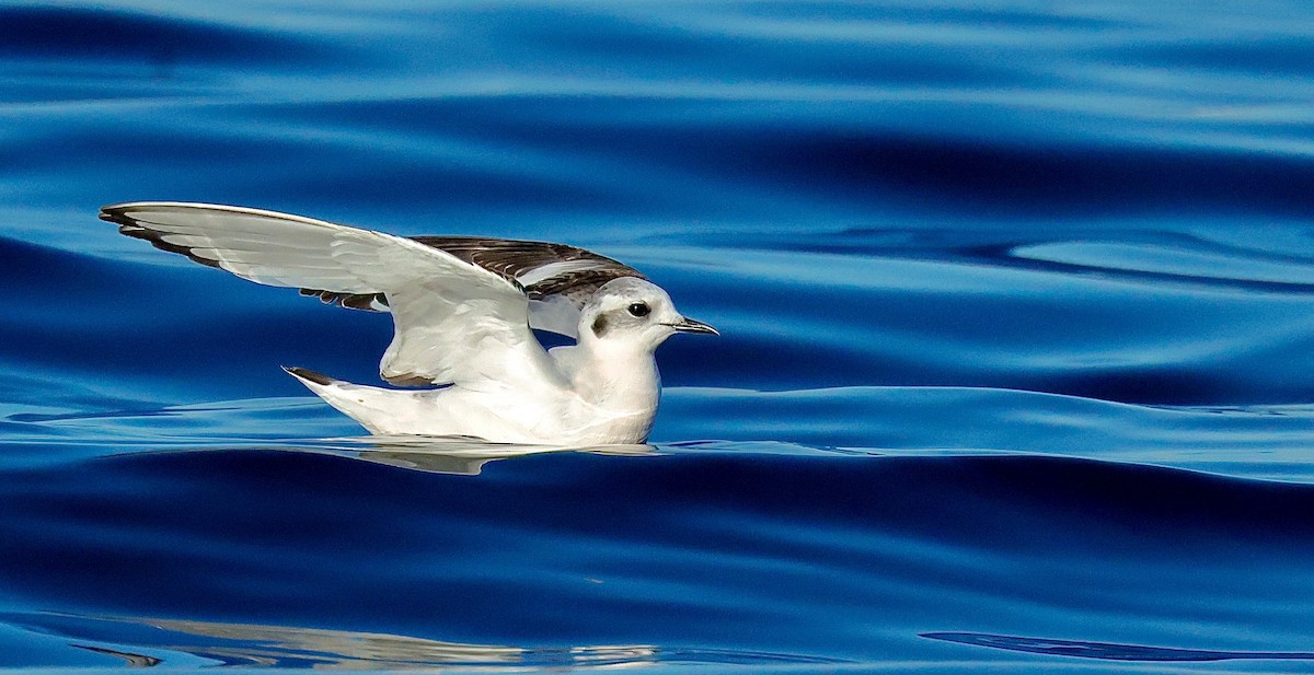 Küçük Martı - ML646813833