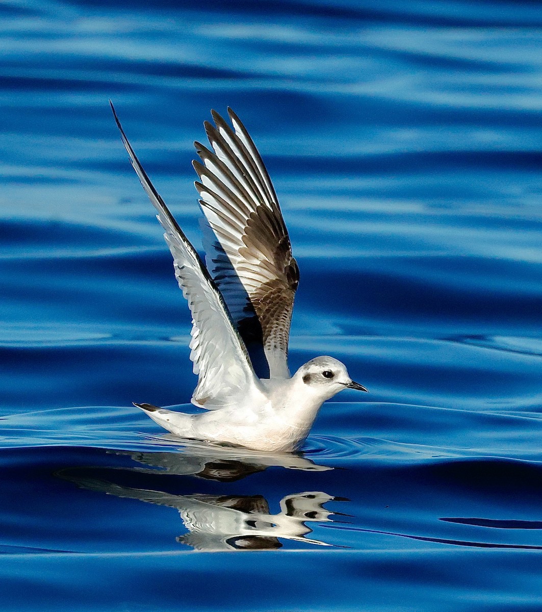 Küçük Martı - ML646813834