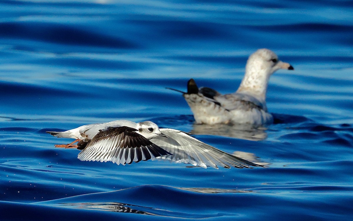 Küçük Martı - ML646813835