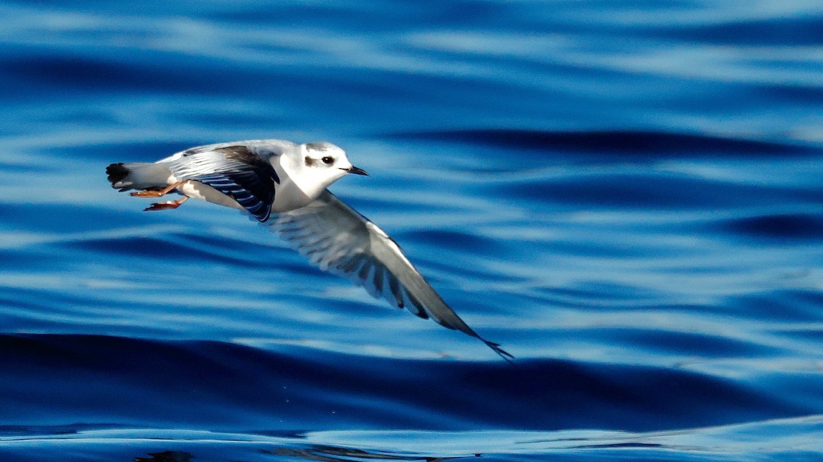 Küçük Martı - ML646813836