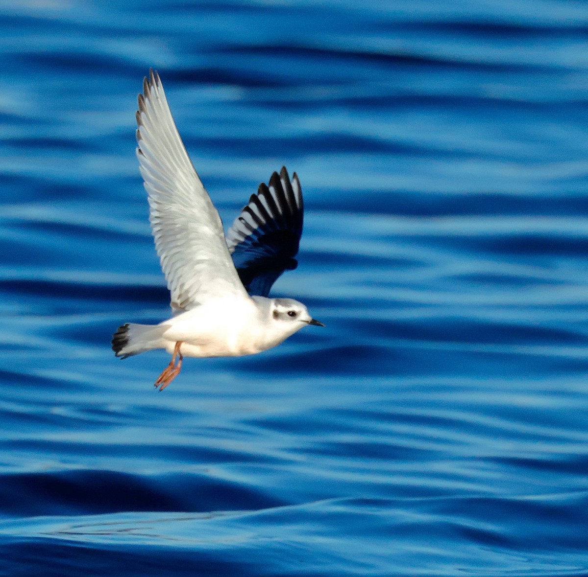 Küçük Martı - ML646813837