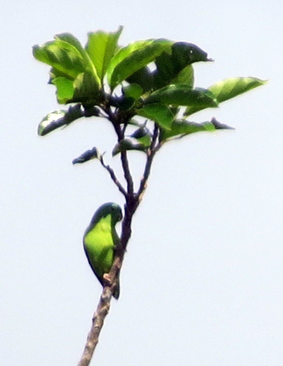 Riparian Parrotlet - ML646813838