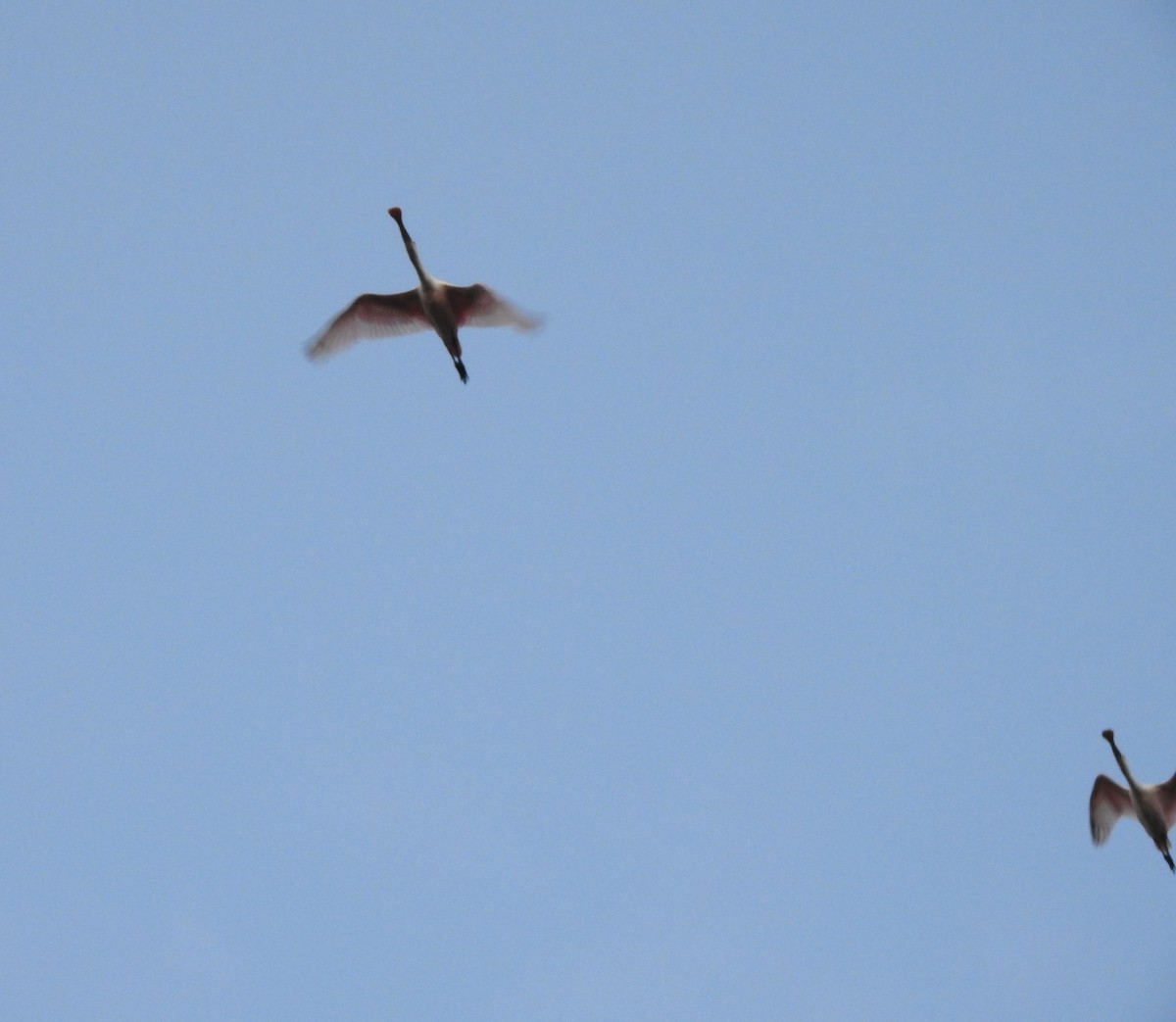 Roseate Spoonbill - ML646813839