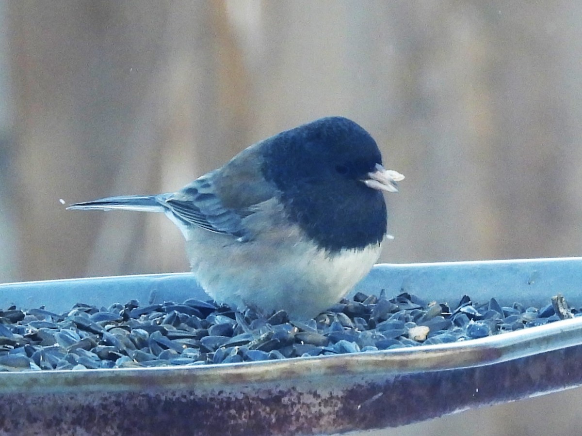 Kara Gözlü Junko (cismontanus) - ML646813840