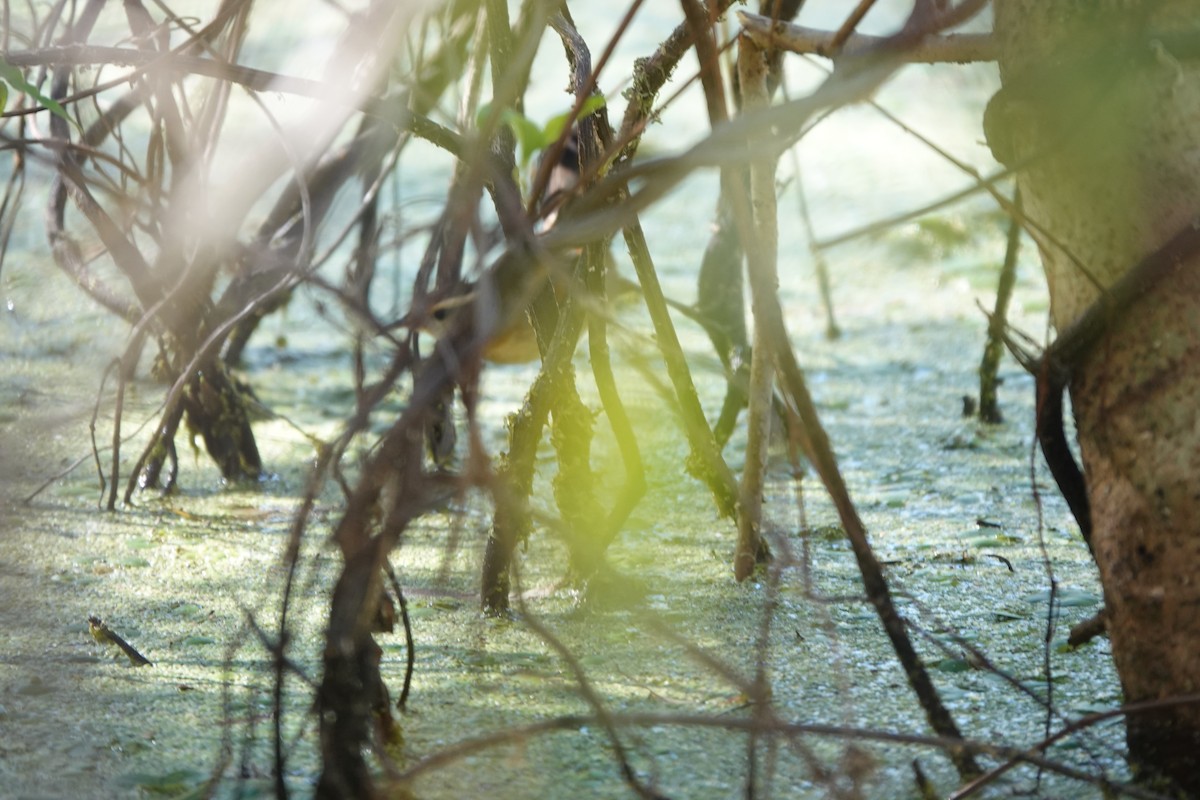 Wren-like Rushbird - ML646813841