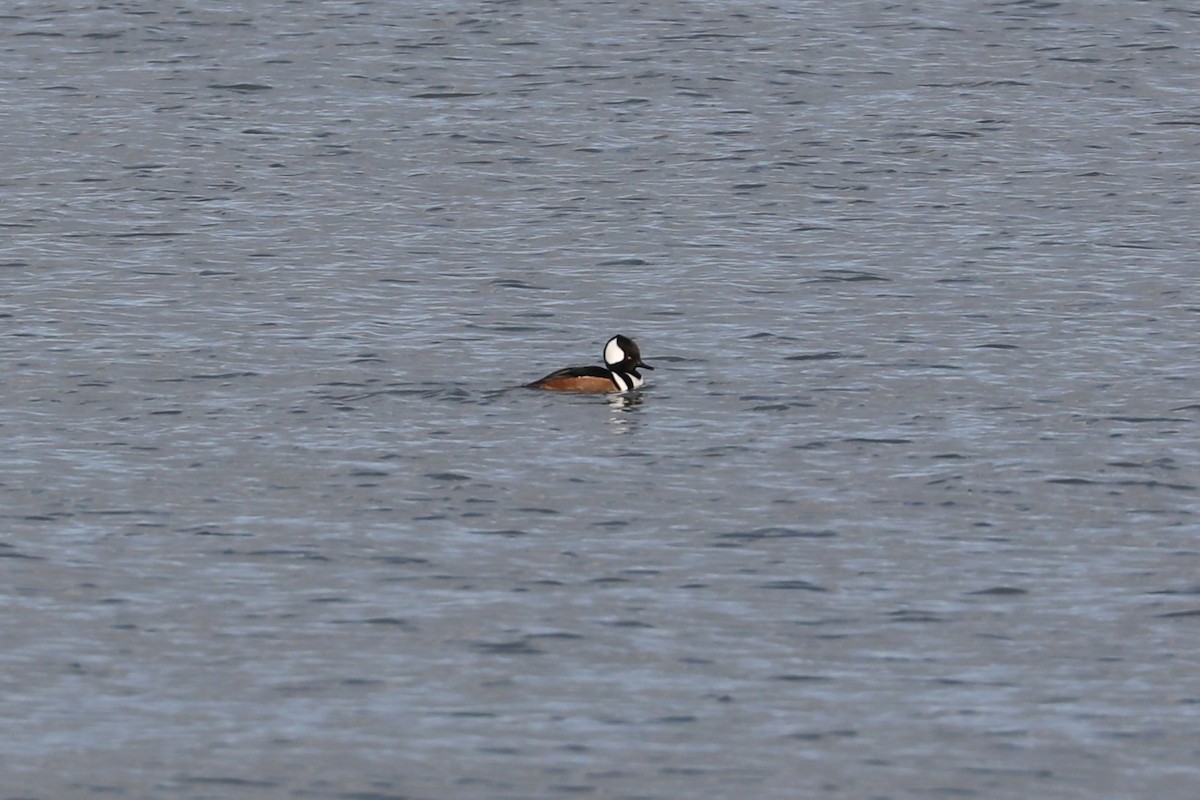 Hooded Merganser - ML646813842