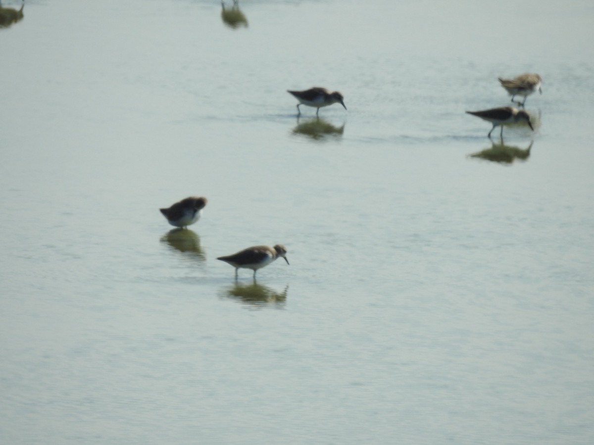 Western/Semipalmated Sandpiper - ML646813843