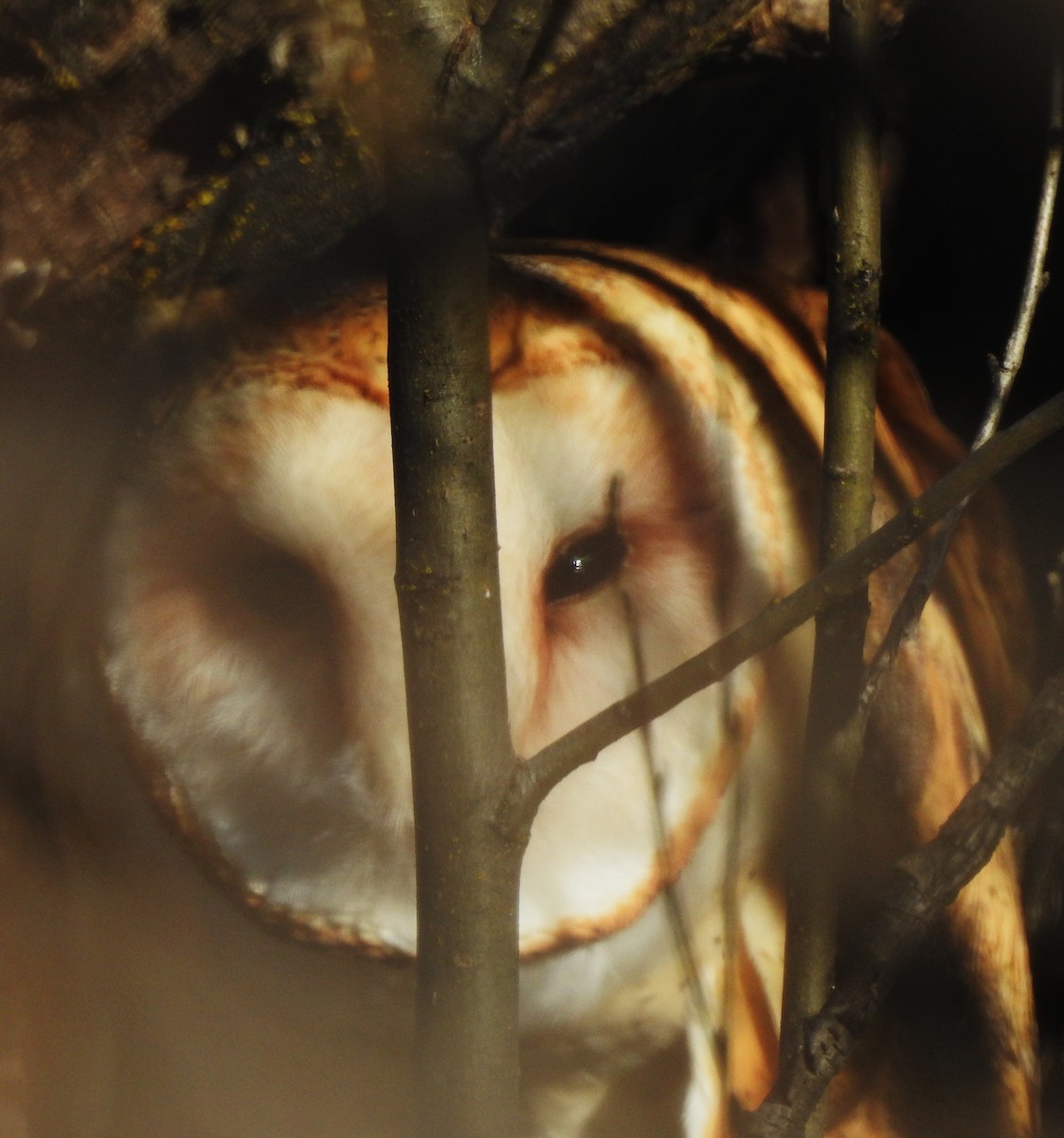 Hontz zuri amerikarra - ML646813844