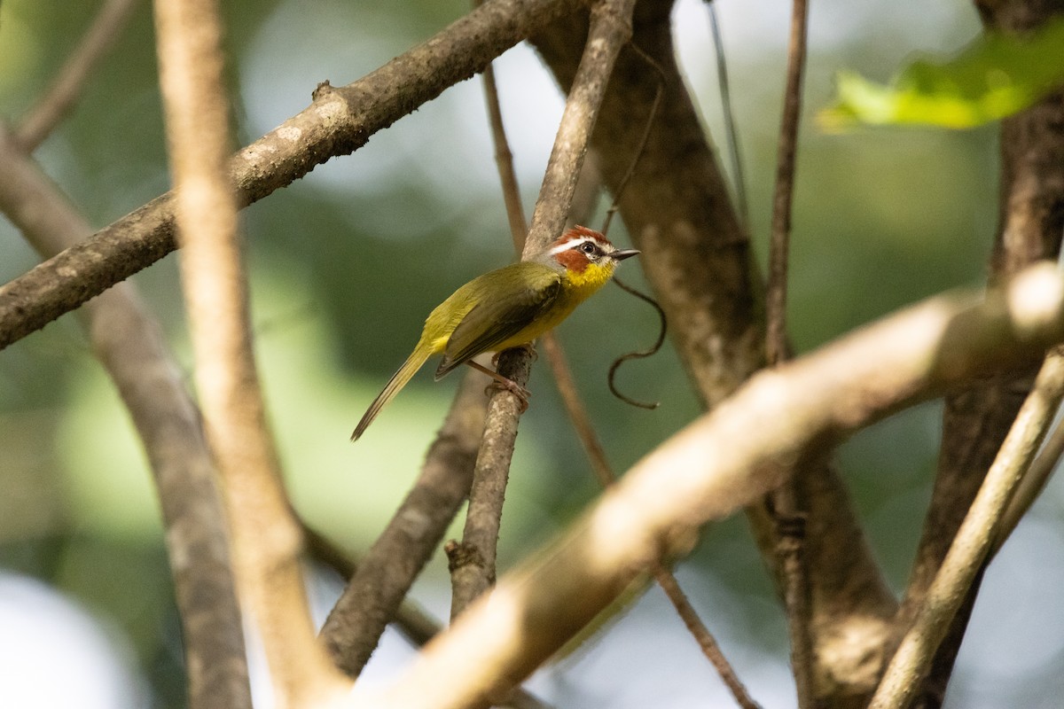 Chestnut-capped Warbler - ML646813845