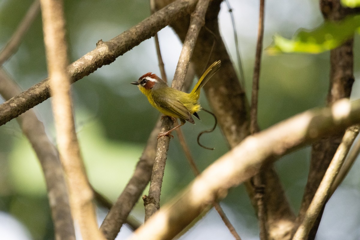 Chestnut-capped Warbler - ML646813846
