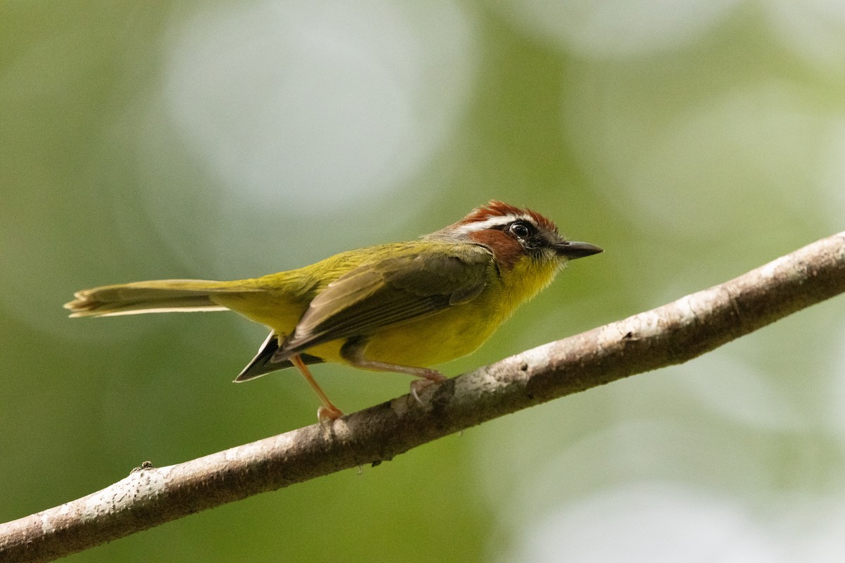 Chestnut-capped Warbler - ML646813847