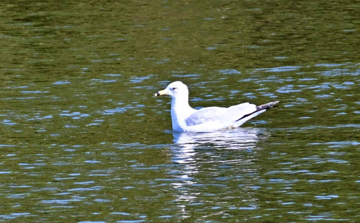 Мартин делаверський - ML646813848