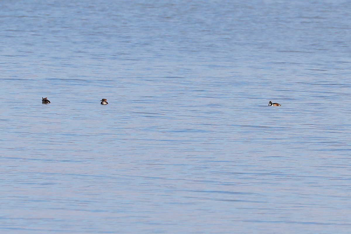 Hooded Merganser - ML646813849