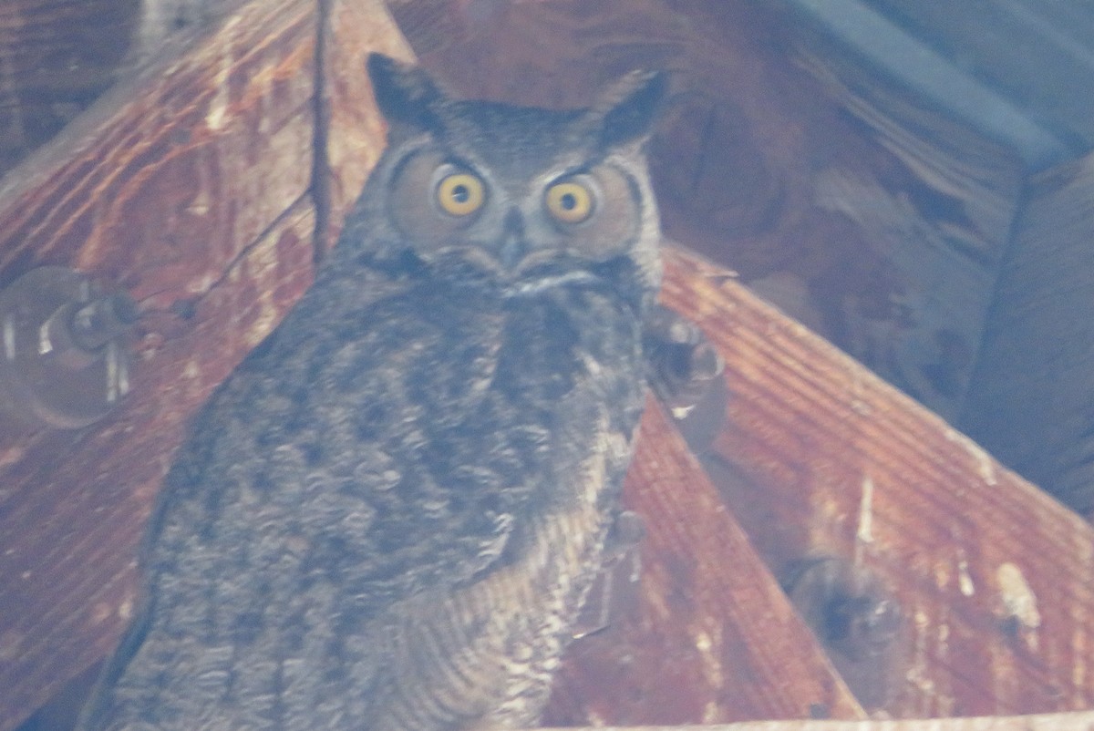 Great Horned Owl - ML646813850