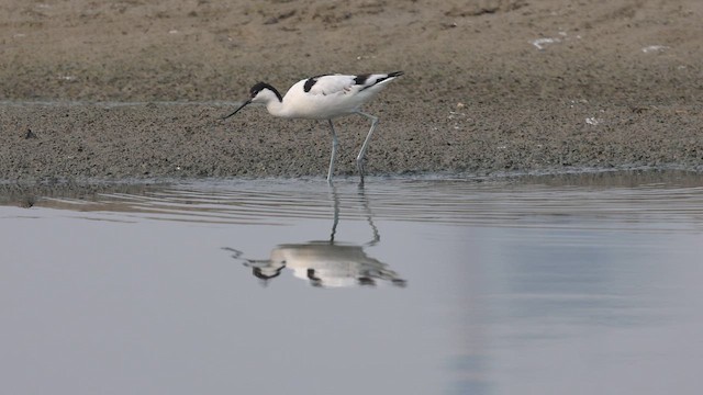 反嘴鴴 - ML646813852