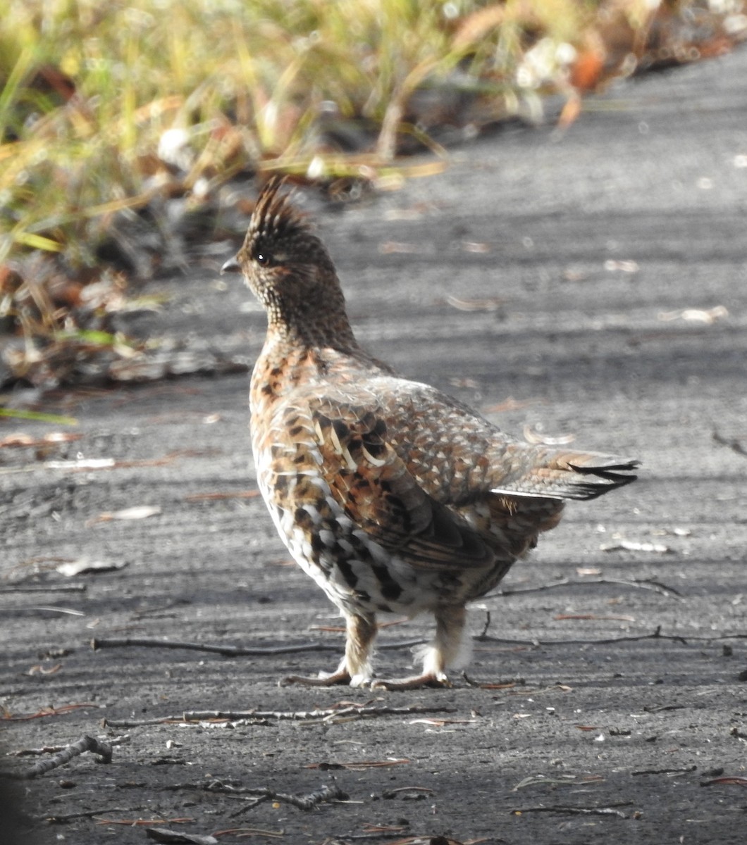 Ruffed Grouse - ML646813854