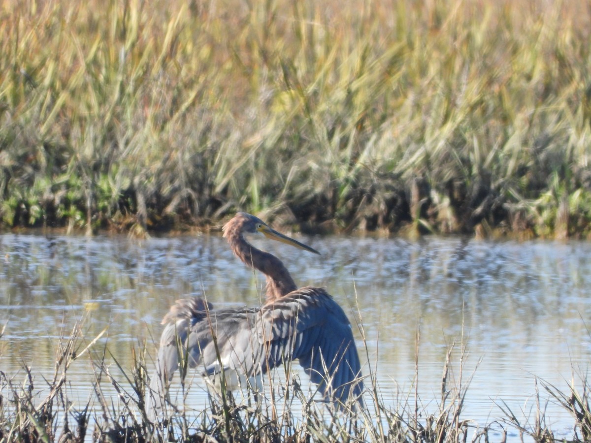 Tricolored Heron - ML646813861