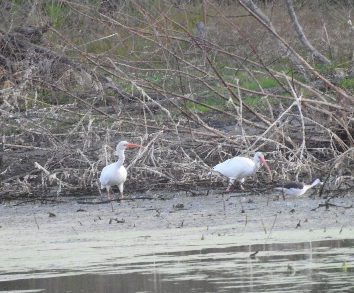 White Ibis - ML646813862