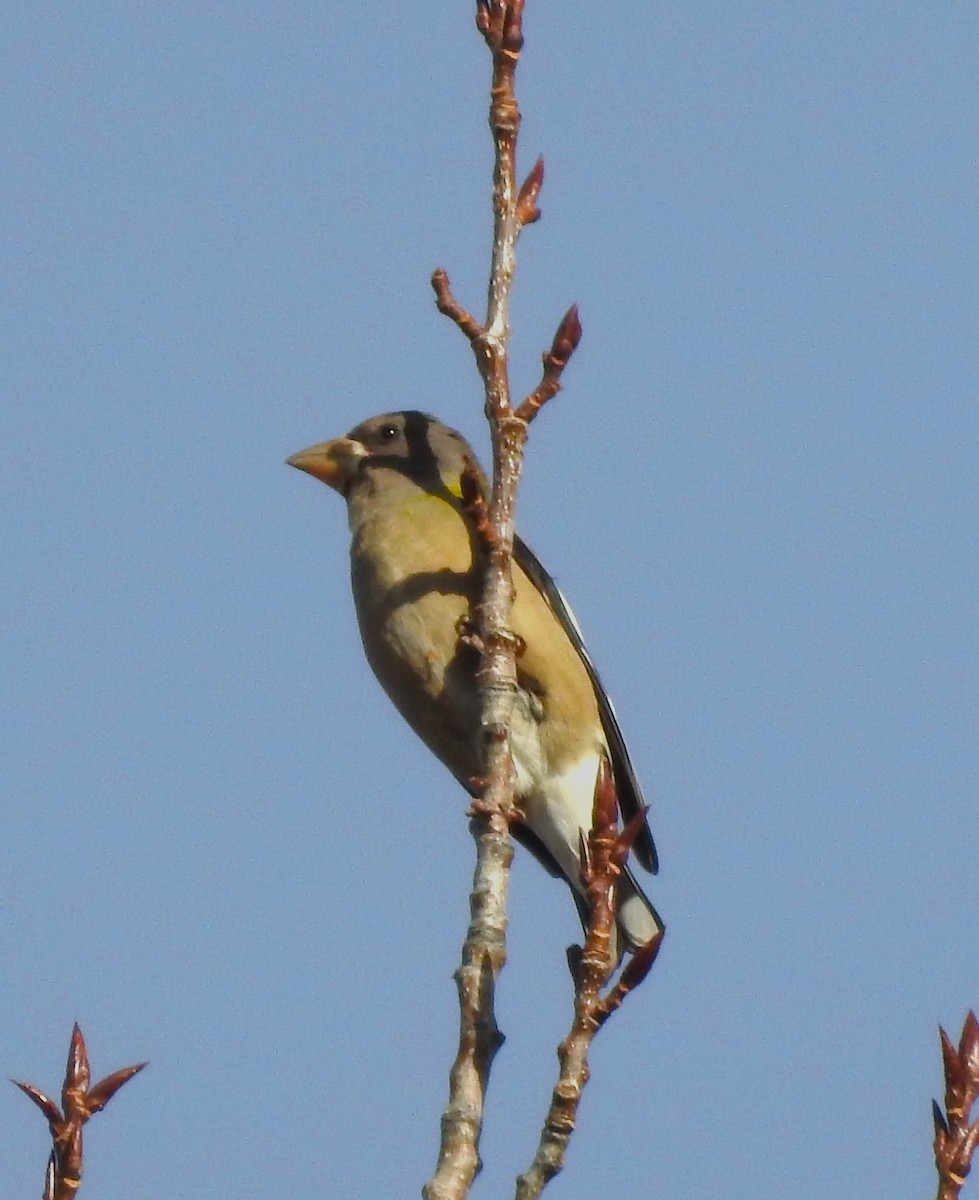 Mokolodi bekainoria - ML646813864