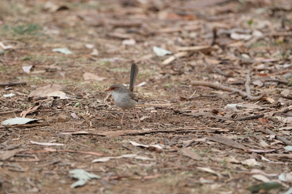 Superb Fairywren - ML646813865