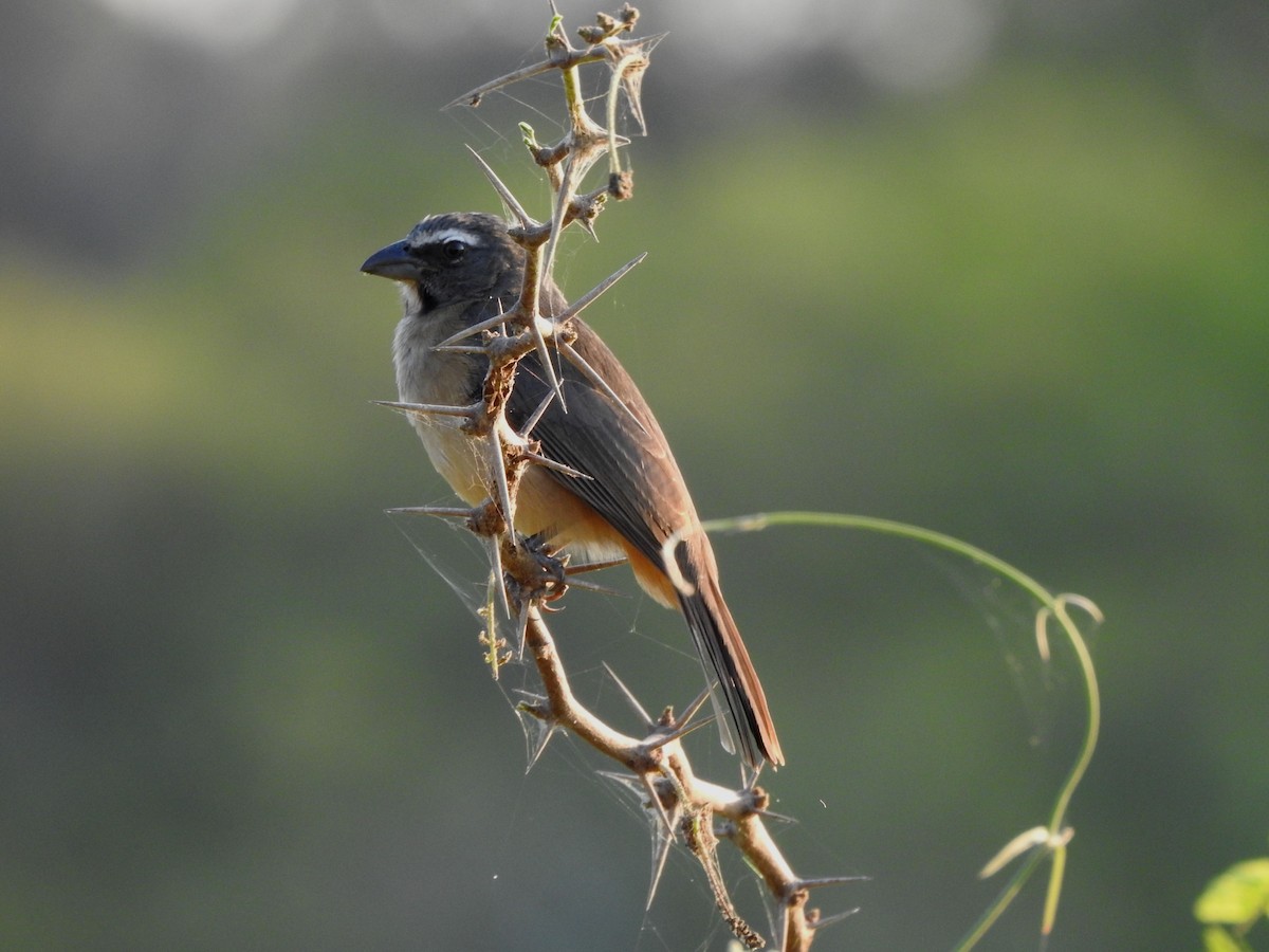 Cinnamon-bellied Saltator - ML646813866