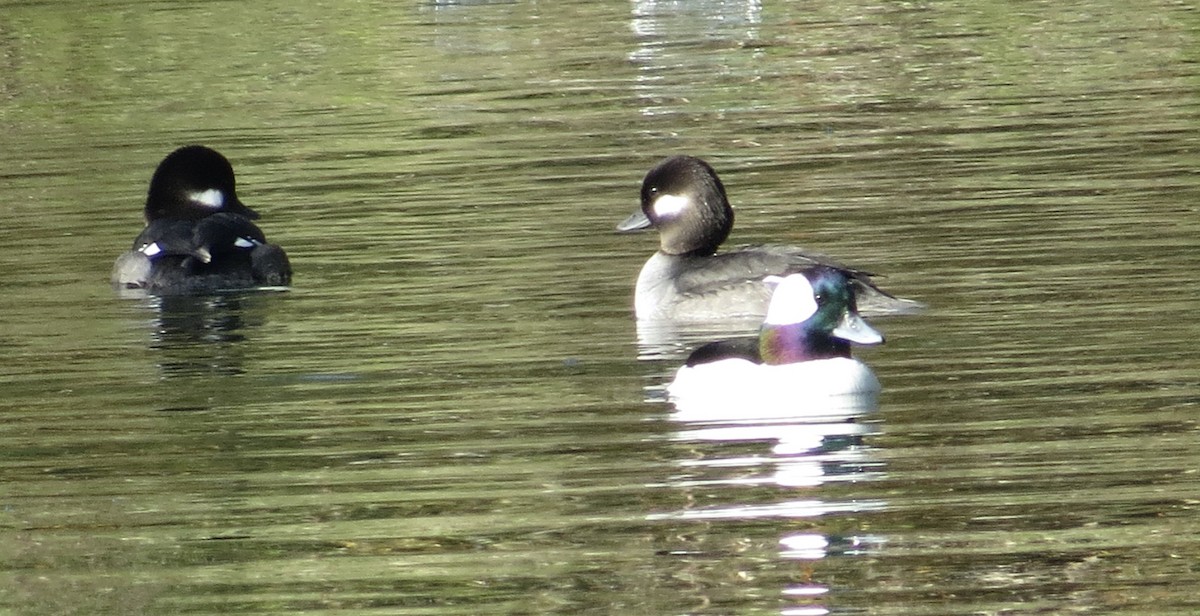 Porrón Albeola - ML646813868