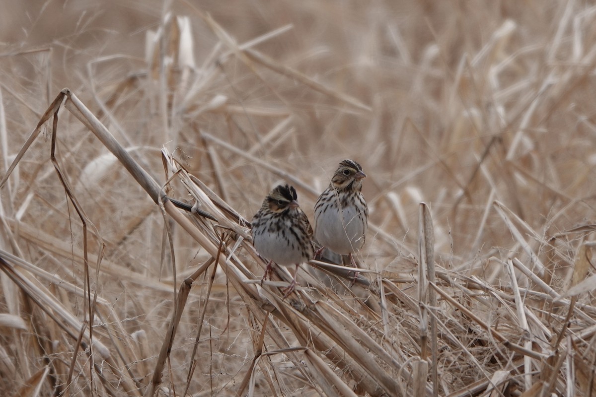 Savannah Sparrow - ML646813869