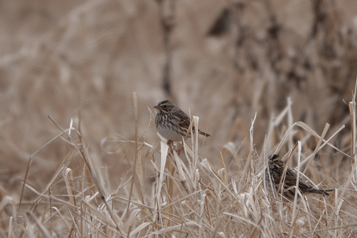 Savannah Sparrow - ML646813870