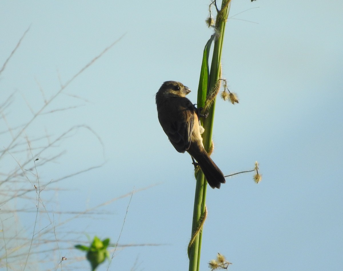 Cinnamon-rumped Seedeater - ML646813872