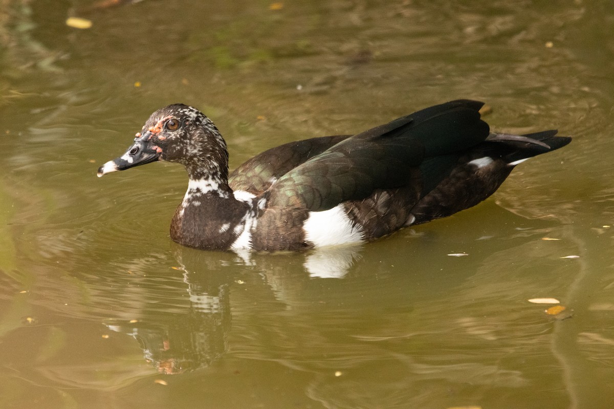 ノバリケン - ML646813873