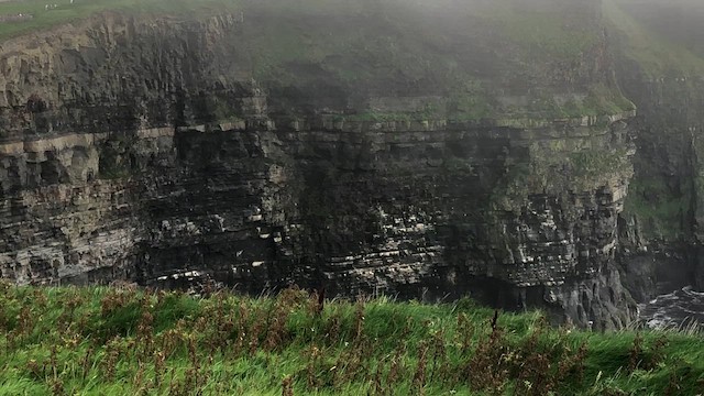 Northern Fulmar (Atlantic) - ML646813880