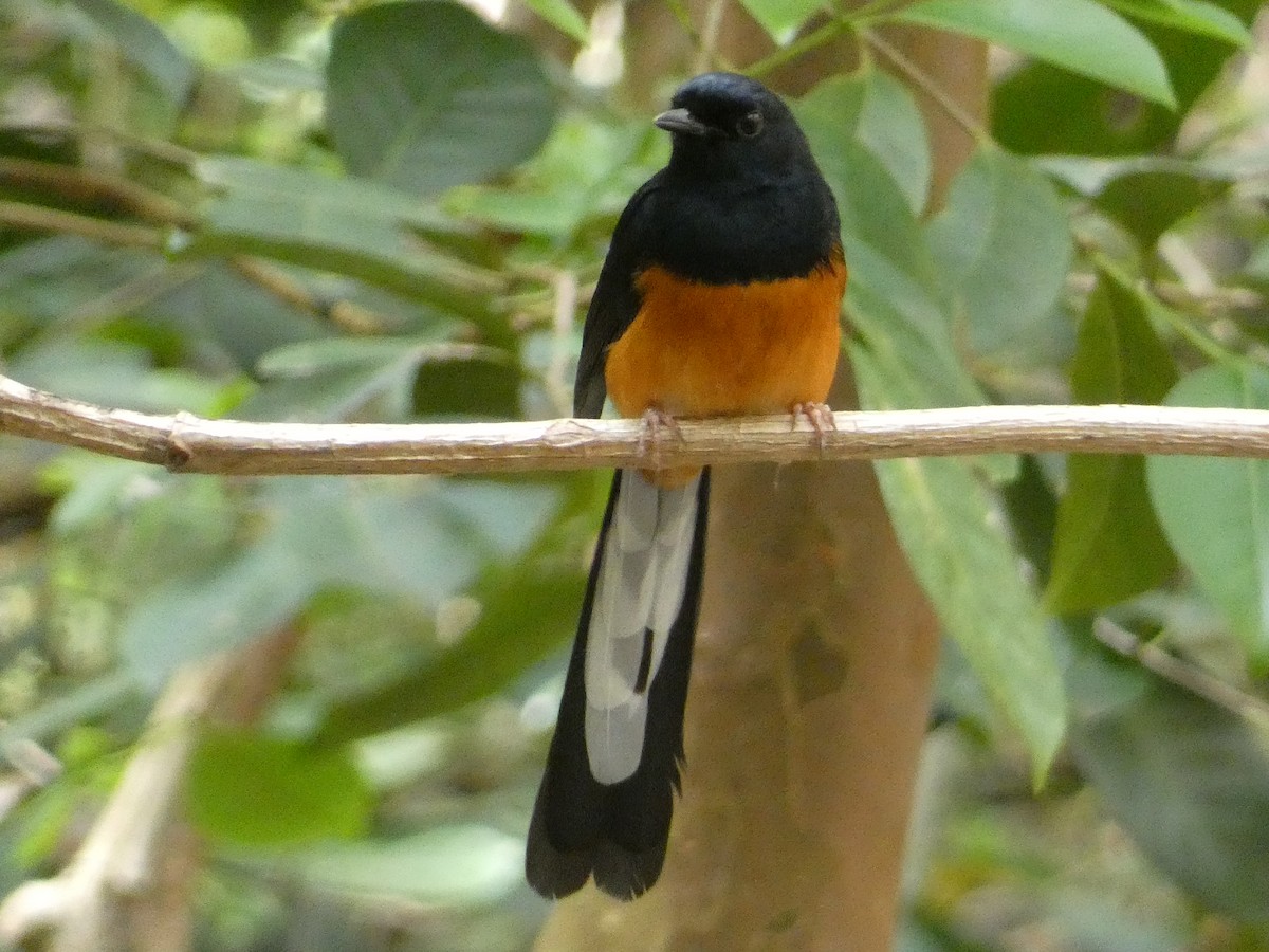 White-rumped Shama - ML646813881