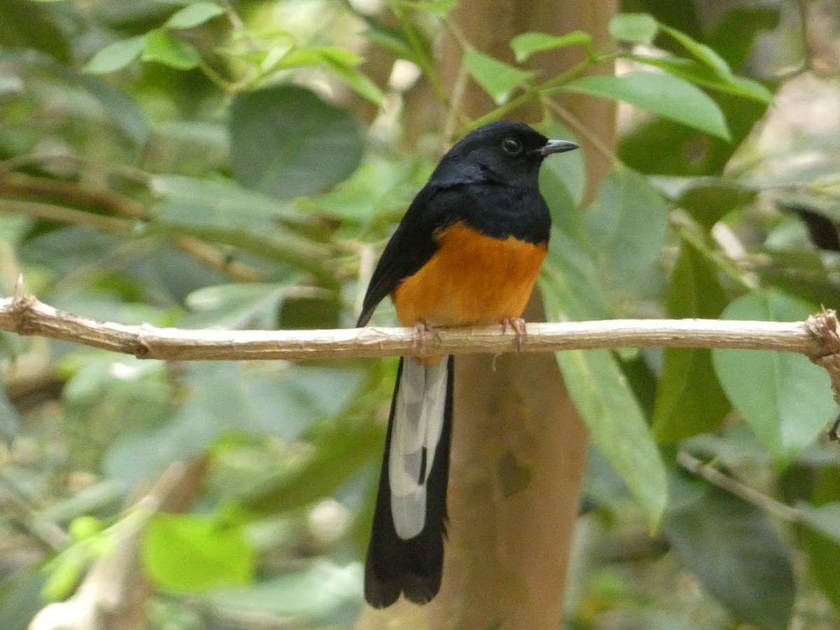White-rumped Shama - ML646813882
