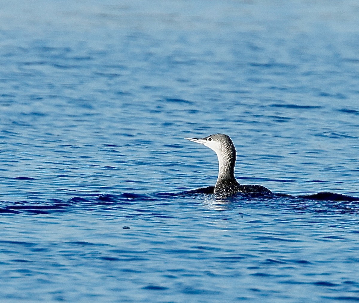 紅喉潛鳥 - ML646813883