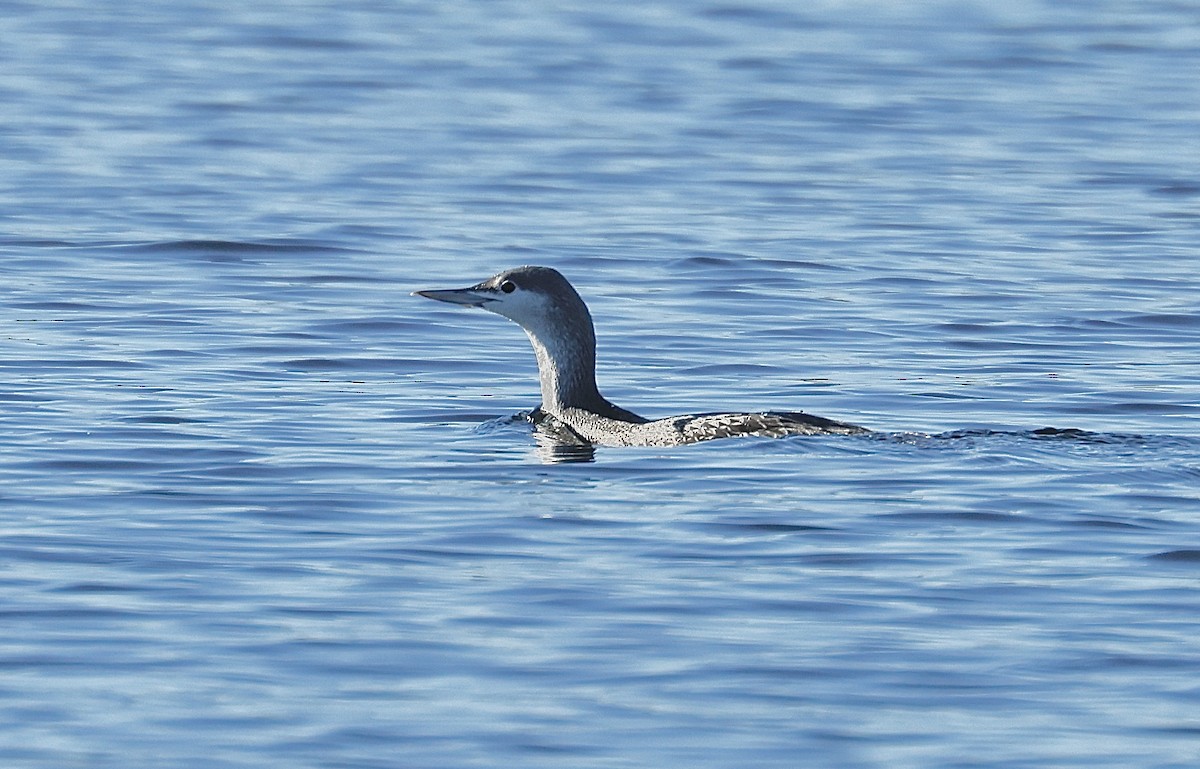 紅喉潛鳥 - ML646813884