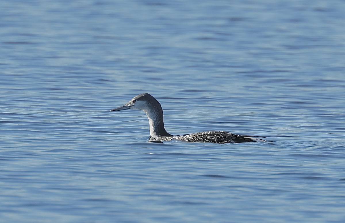 紅喉潛鳥 - ML646813885