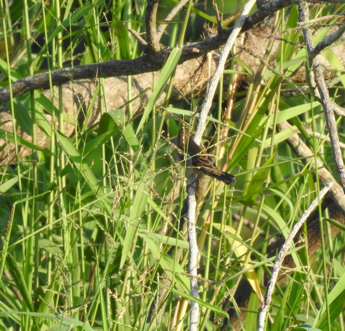 Blue-black Grassquit - ML646813886