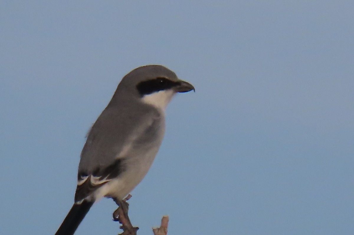 Loggerhead Shrike - ML646813887