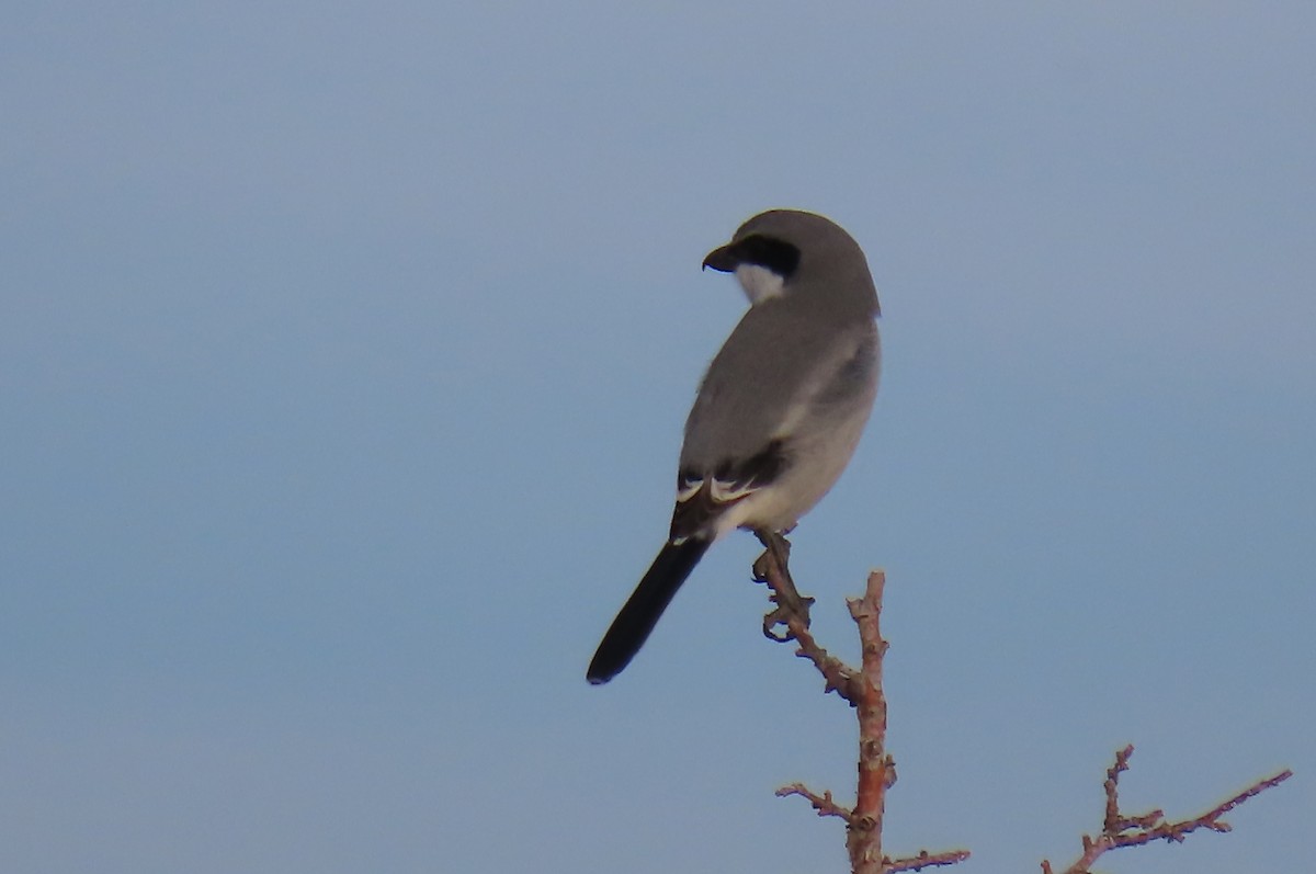 Loggerhead Shrike - ML646813888