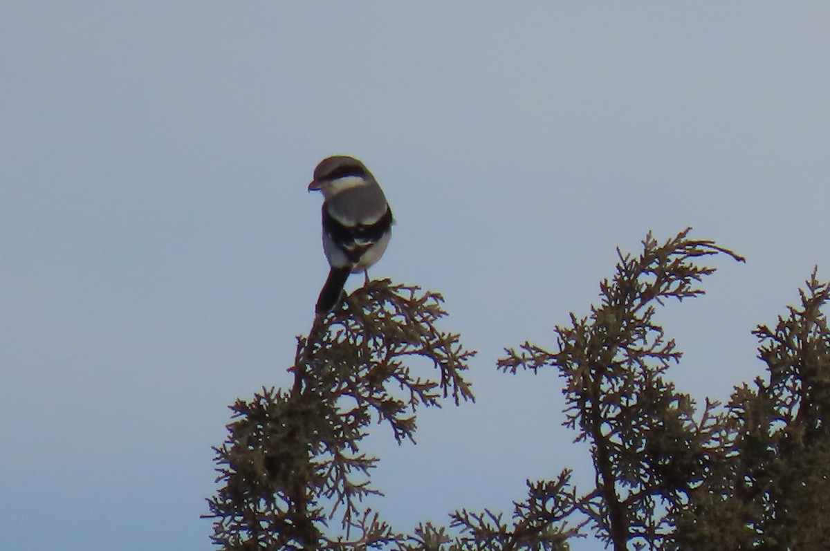 Loggerhead Shrike - ML646813889
