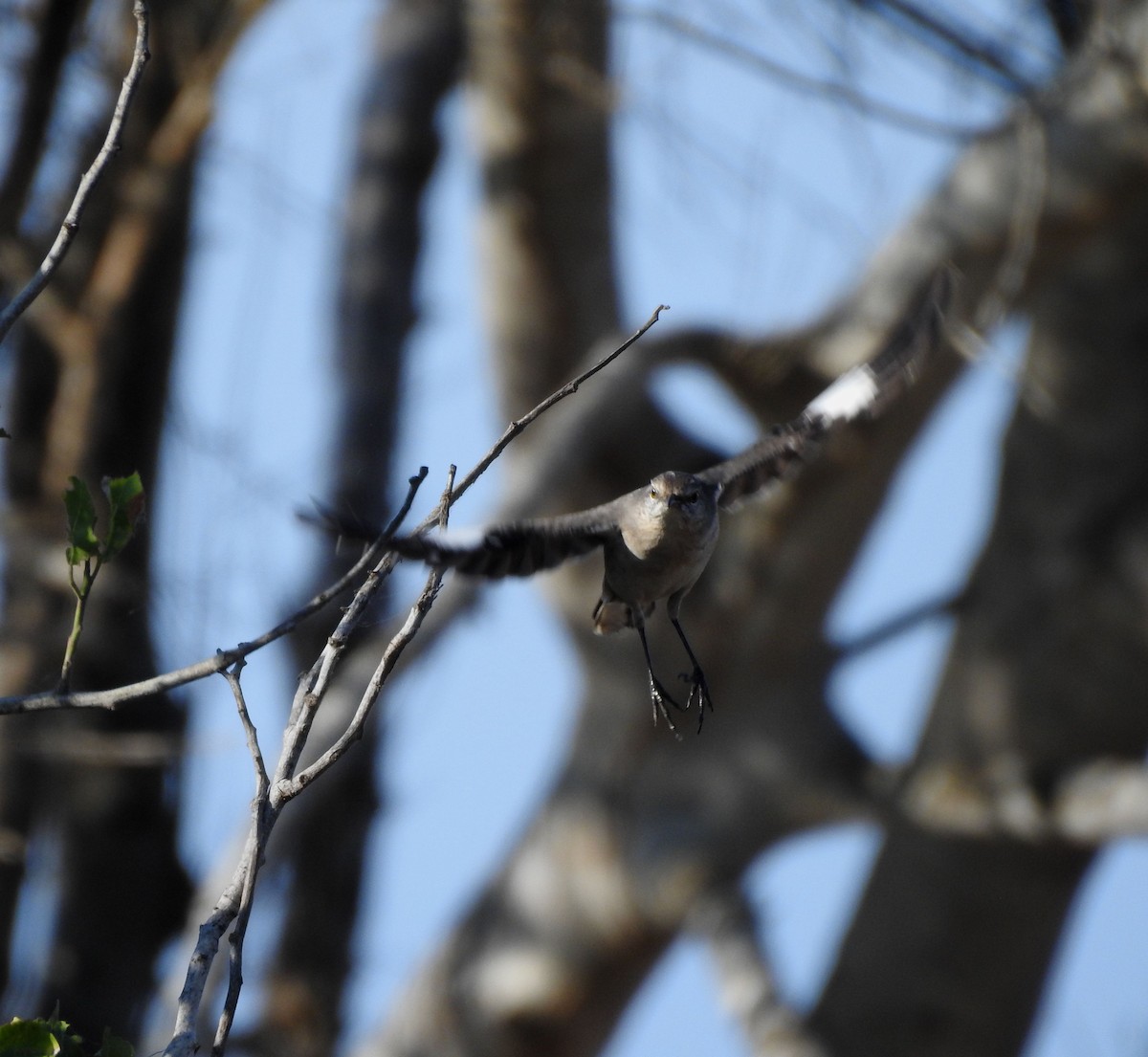 Northern Mockingbird - ML646813891