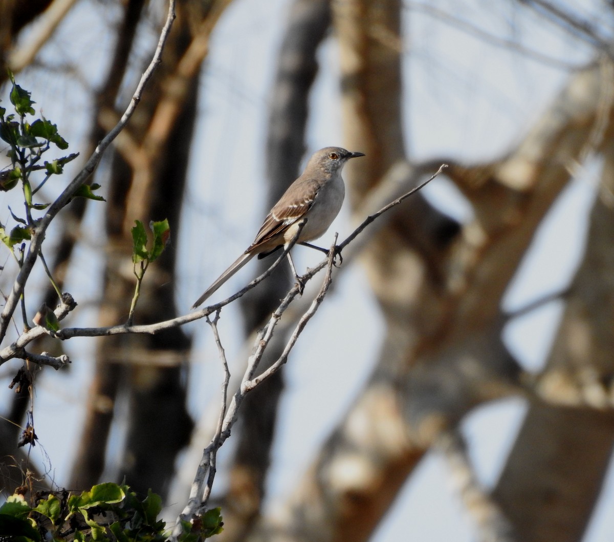 Northern Mockingbird - ML646813892