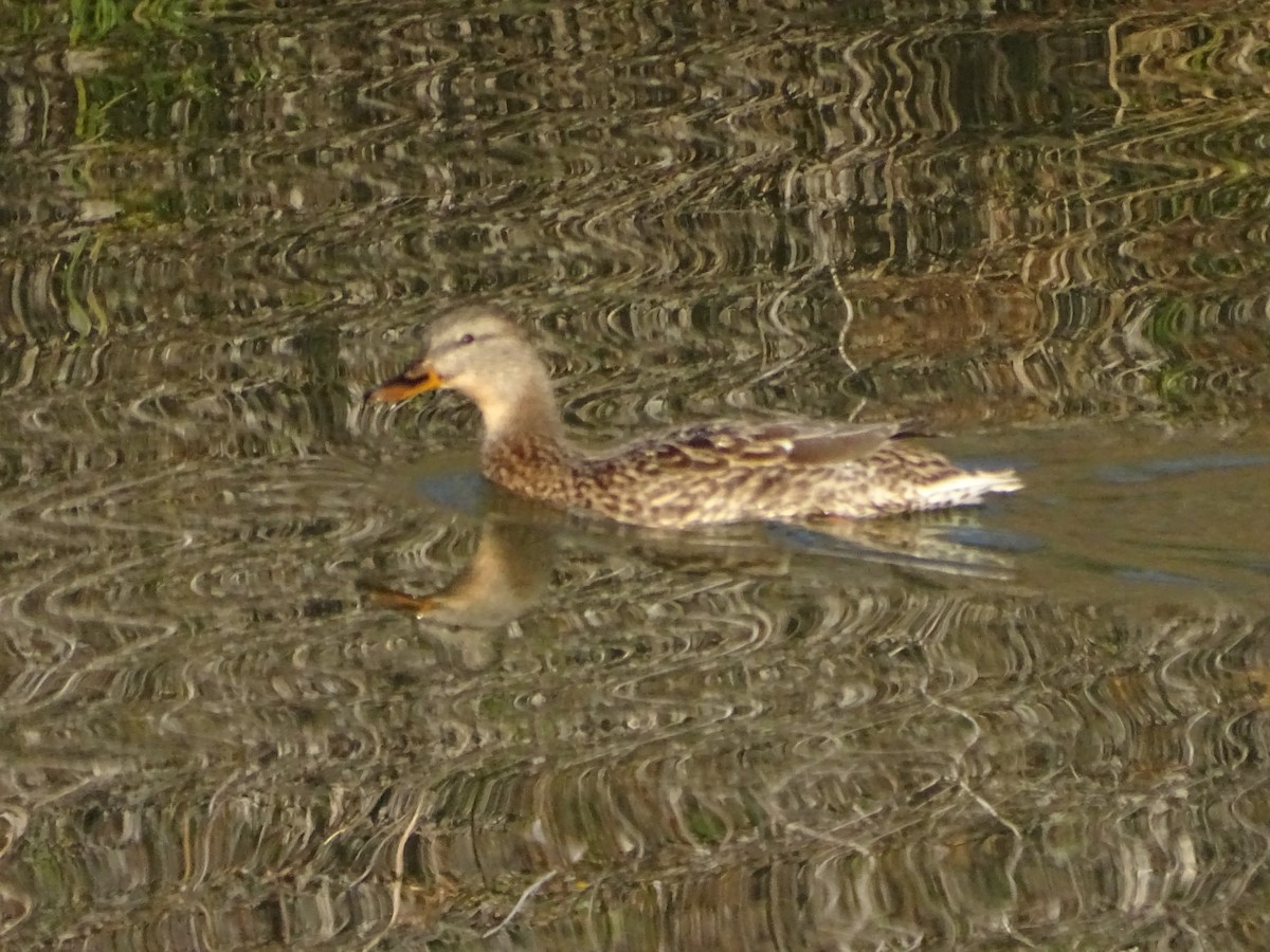 kachna divoká - ML646813893