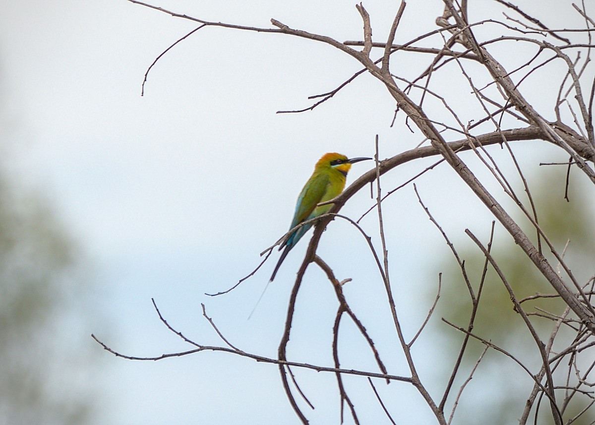 Rainbow Bee-eater - ML646813894