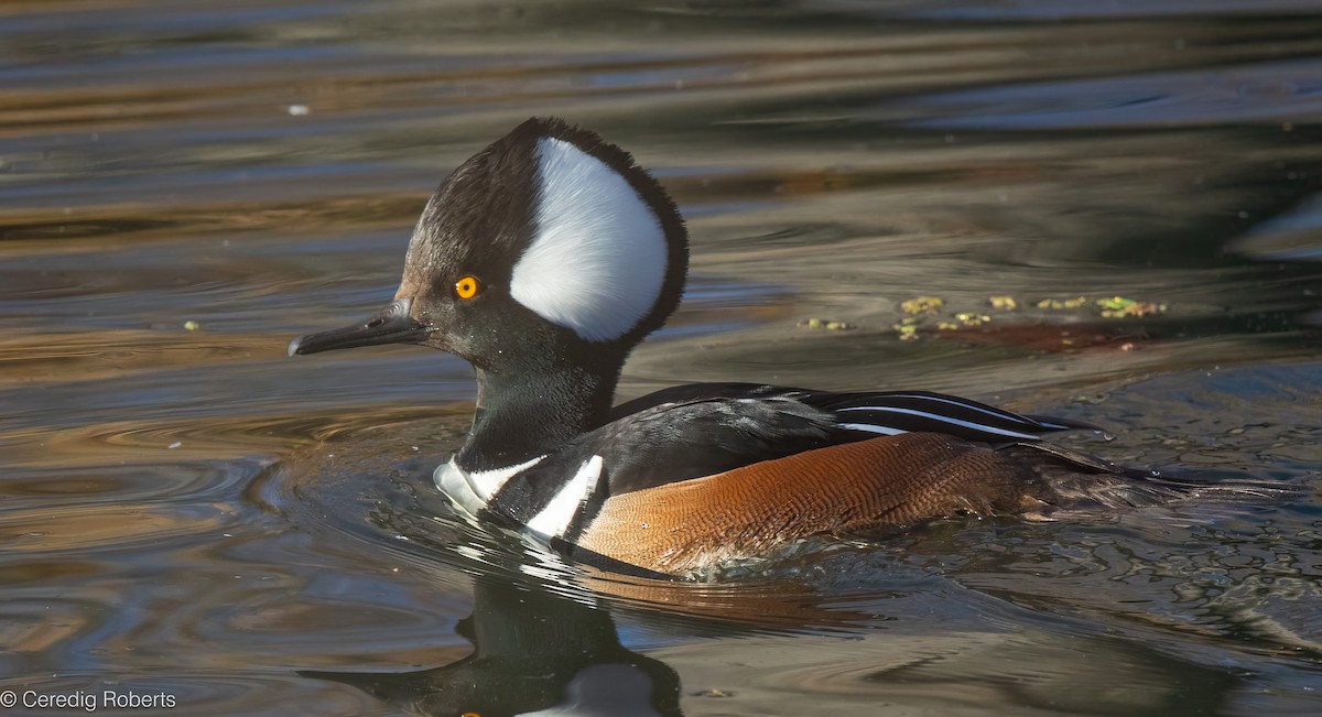 Serreta Capuchona - ML646813895