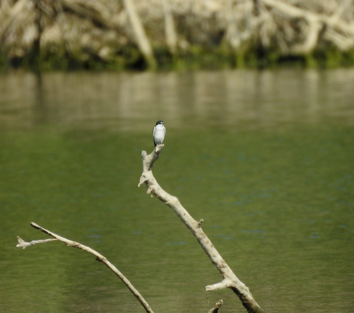 Mangrove Swallow - ML646813896